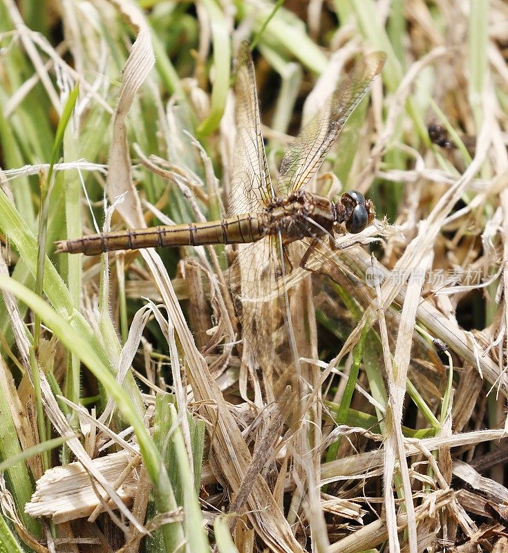 龙骨Skimmer (Orthetrum coerulescens)雌性